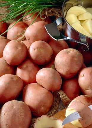 Potato Bildtstar 10 kpl