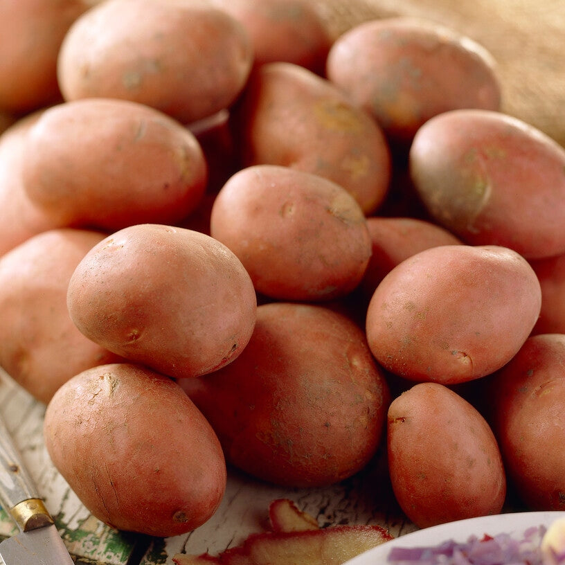 Potatis Bildtstar 10-Pack