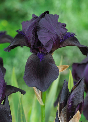 Tyskiris-Iris Germanica Black 1-pack