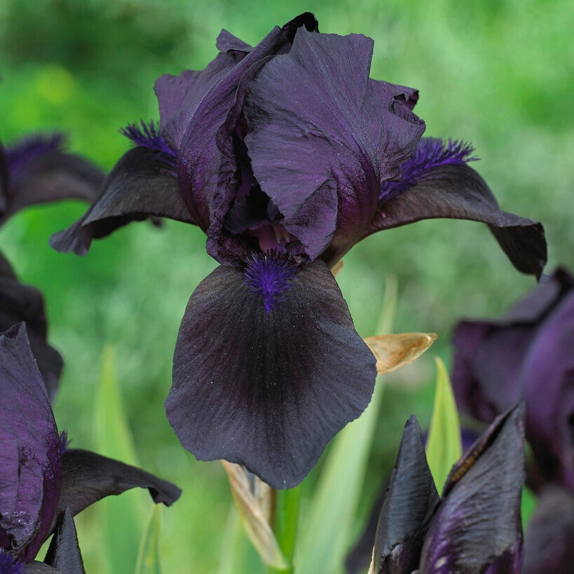 Tyskiris-Iris Germanica Black 1-pack