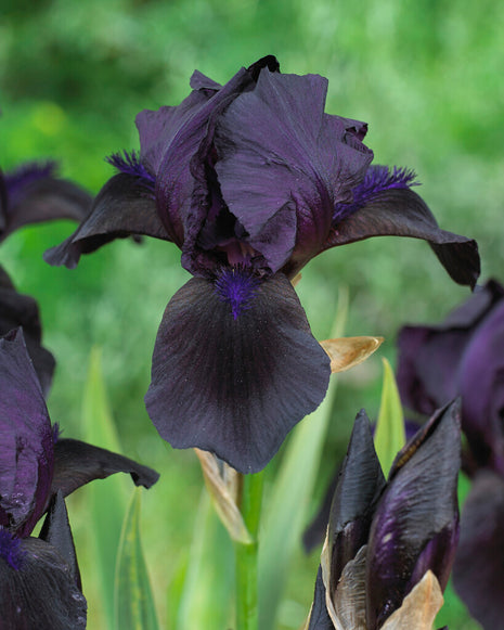 Saksalainen iiris-Iris Germanica Black 1 kpl