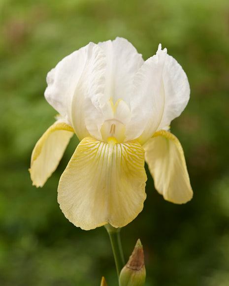 Iris Germanica Pinnacle (Neu) 8er-Pack
