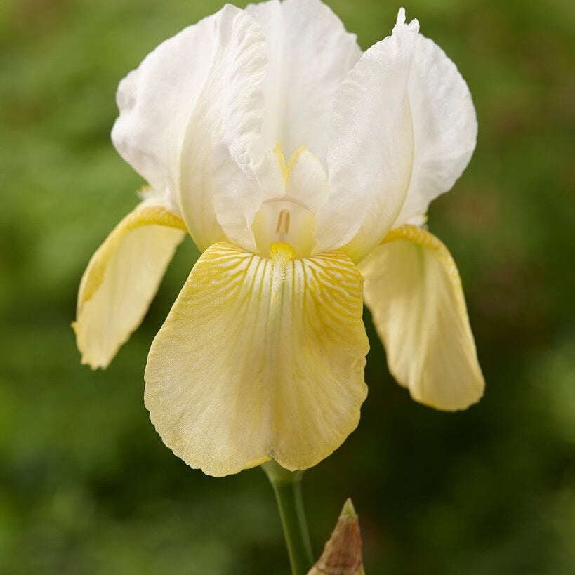 Tyskiris-Iris Germanica Pinnacle 1-pack