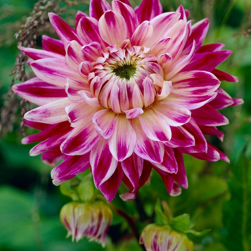 Dahlia Dekorativ Vancouver 1-pack