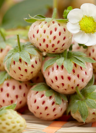 Erdbeer White Pineberry 2er-Pack