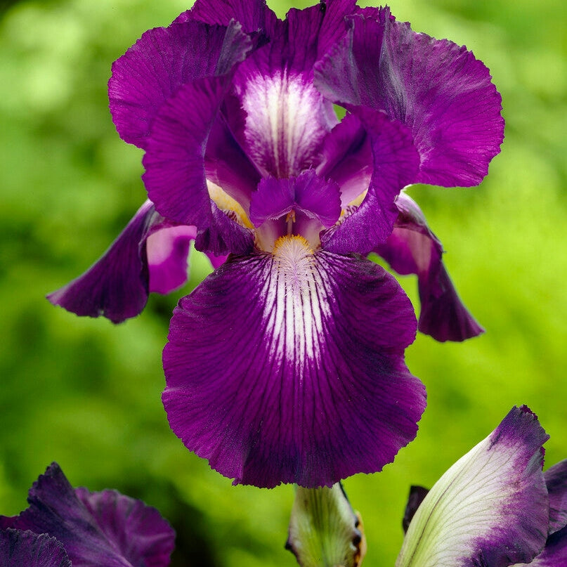 Tyskiris-Iris Germanica Exotic Star 1-pack