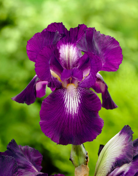 Tysk iris-Iris Germanica Exotic Star 1-pak