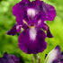 Tyskiris-Iris Germanica Exotic Star 1-pack