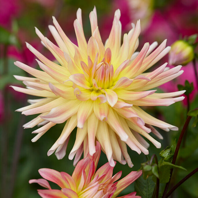 Dahlia Cactus Cabana Banana 1-pack