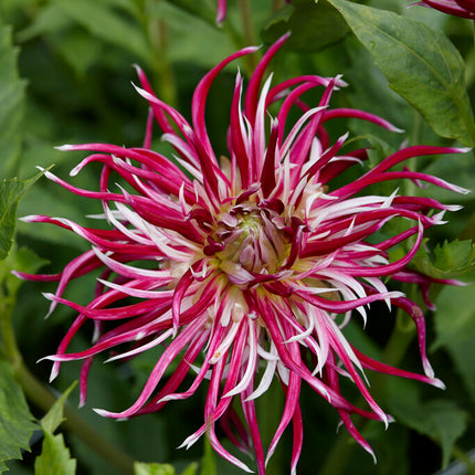 Dahlia Cactus Hollyhill Spiderwoman 1-pack