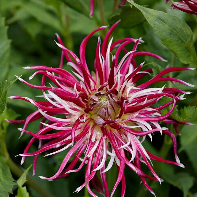 Dahlia Cactus Hollyhill Spiderwoman 1-pack
