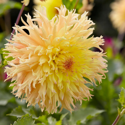 Dahlia Cactus Mingus Joshua 1-pack