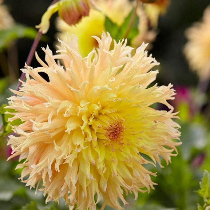 Dahlia Cactus Mingus Joshua 1-pack