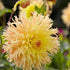 Dahlia Cactus Mingus Joshua 1-pack
