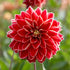 Dahlia Dekorativ Maxime 1-pack