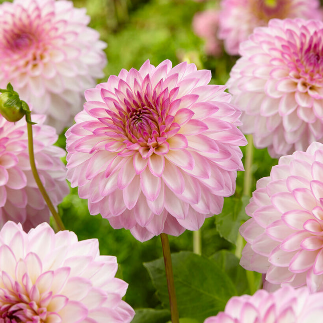 Dahlia Dekorativ Arbatax 1-pack NYHET