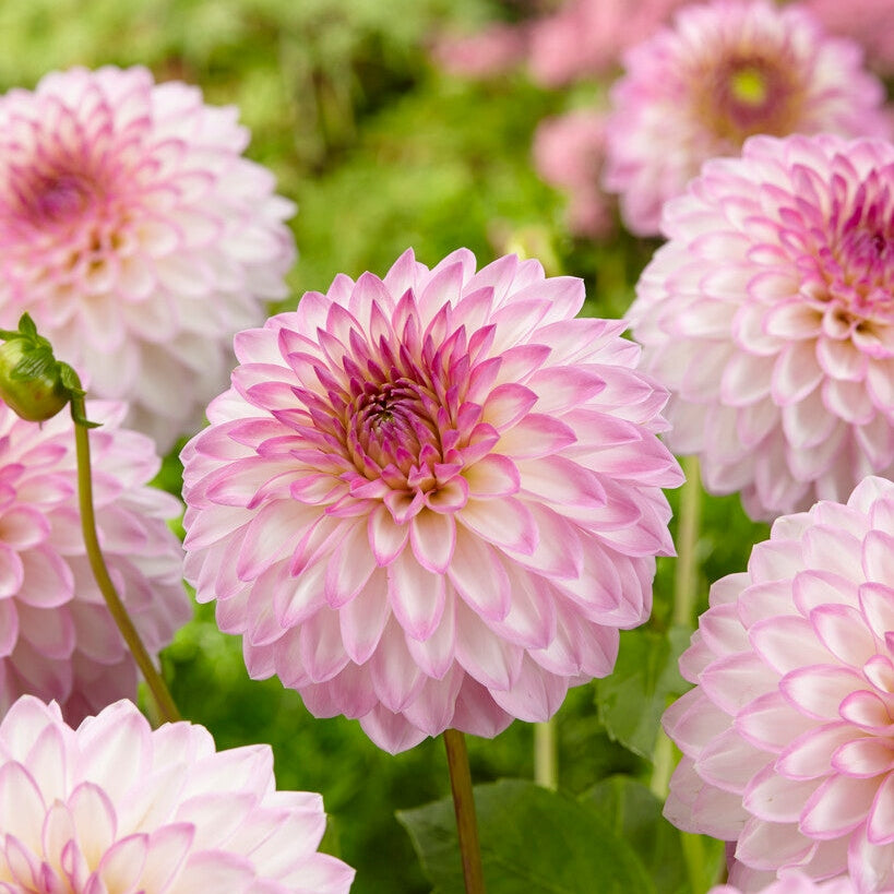 Dahlia Dekorativ Arbatax 1-pack NYHET