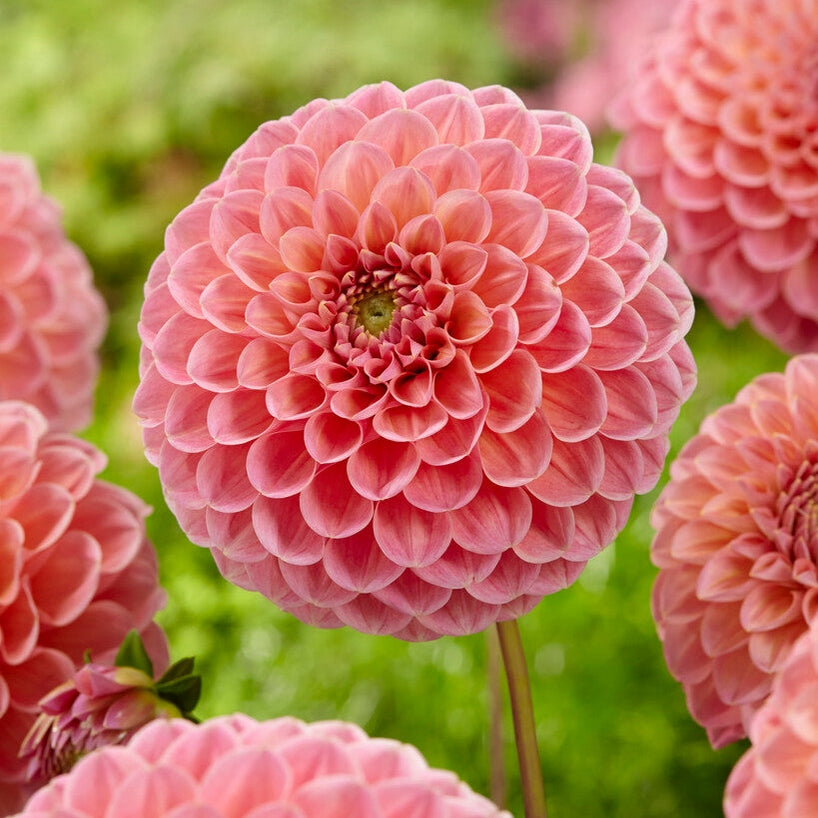 Dahlia Pompon Natalie G 1-pack