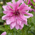 Dahlia Dekorativ Lavender Ruffles 1-pack