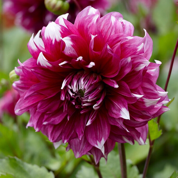 Dahlia Dekorativ Yarra Falls 1-pack