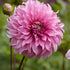 Dahlia Dekorativ Vassio Meggos 1-pack