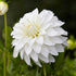 Dahlia Dekorativ Lady Liberty 1-pack