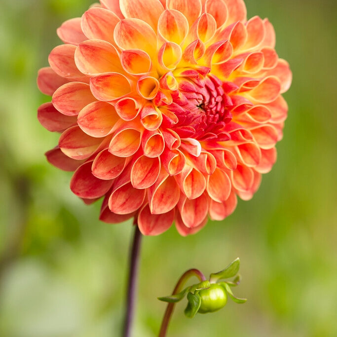 Dahlia Boll Jowey Chantal 1-pack