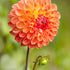 Dahlia Boll Jowey Chantal 1-pack