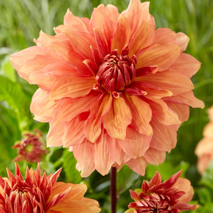 Dahlia Dekorativ Mango Madness 1-pack