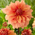 Dahlia Dekorativ Mango Madness 1-pack