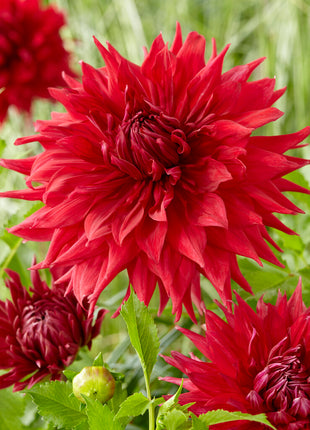 Dahlia Cactus Creve Coeur