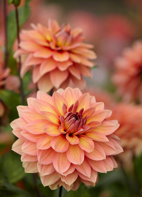 Dahlia Dekorativ Nicholas 1-pack NYHET