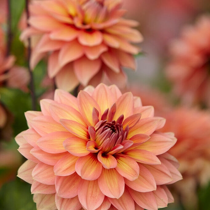 Dahlia Dekorativ Nicholas 1-pack NYHET