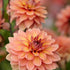 Dahlia Dekorativ Nicholas 1-pack NYHET