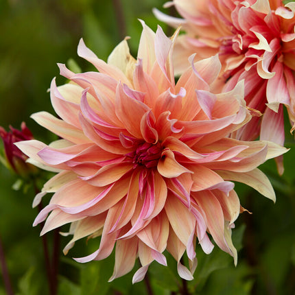 Dahlia Cactus Labyrinth 1-pack