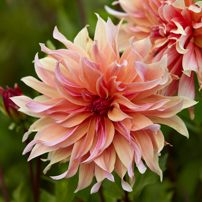 Dahlia Cactus Labyrinth 1-pack