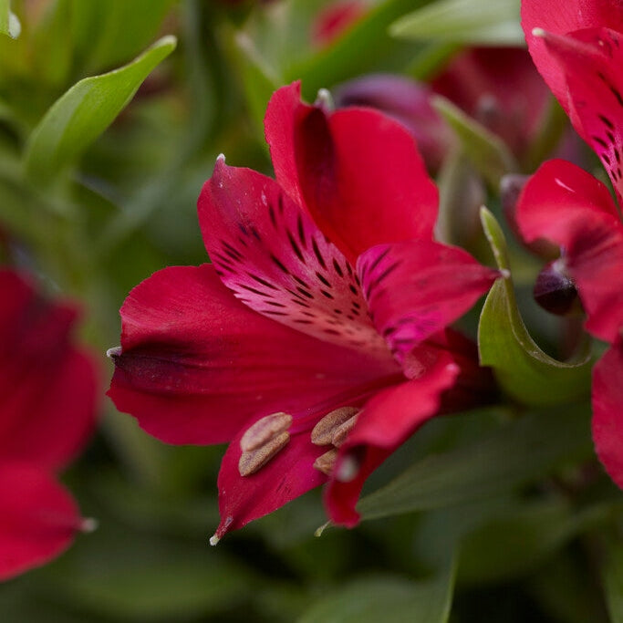 Alstroemeria Red 2-pack