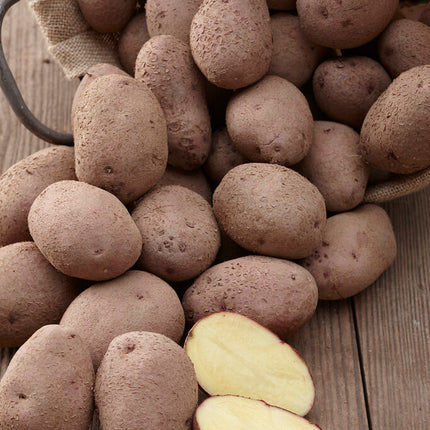 Potatis Eersteling 10-pack