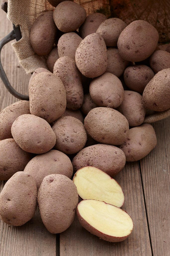 Potatis Eersteling 10-Pack