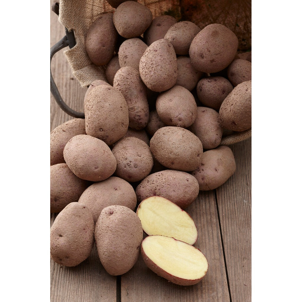 Potatis Eersteling 10-Pack