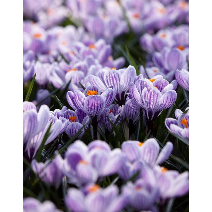 Vårkrokus-Crocus Vernus 'Pickwick' 10-pack