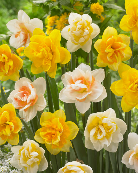 Narcissus Double Mixed 6 kpl