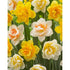 Narcissus Double Mixed 6-pack