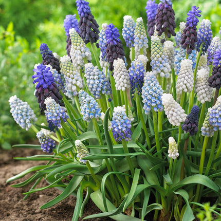 Armenisk pärlhyacint-Muscari armeniacum 'Mixed' 20-pack