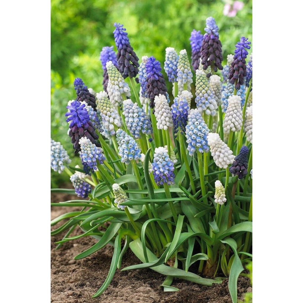 Armenisk pärlhyacint-Muscari armeniacum &