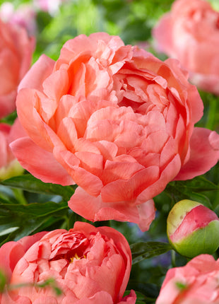 Pion-Paeonia Coral Sunset 1-pack