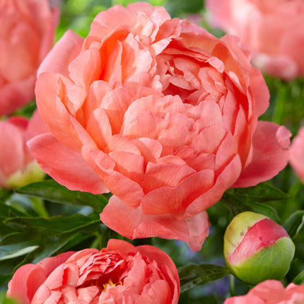 Pion-Paeonia Coral Sunset 1-pack