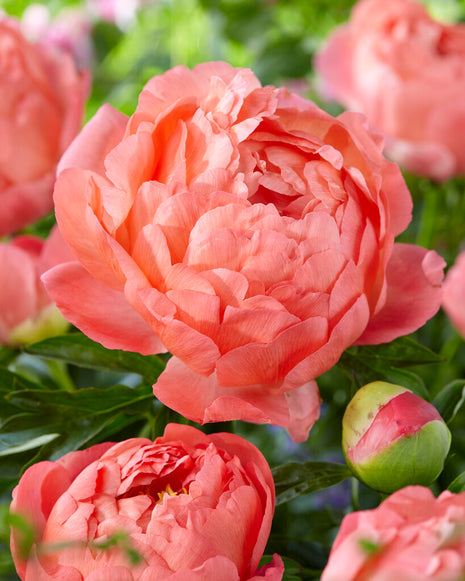 Pion-Paeonia Coral Sunset 1-pack