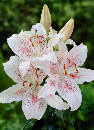 Orientalsk lilje-Lilium Oriental Muscadet 2-pak