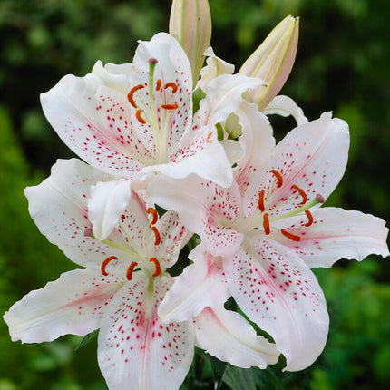 Orientalisk lilja-Lilium Oriental Muscadet  2-pack